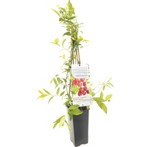 Frambozenstruik in een pot