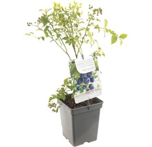 Blauwe bessenstruik in pot met etiket