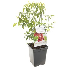 Frambozenplant in pot