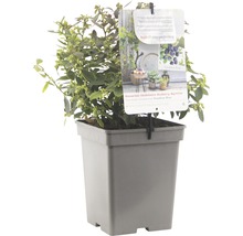 Blauwe bessenstruik in een pot