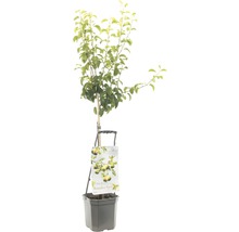 FLORASELF® Perenboom Wonder Tree 'Doyenne du Comice' Ø24 cm wit