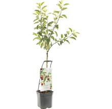 Appelboom in pot