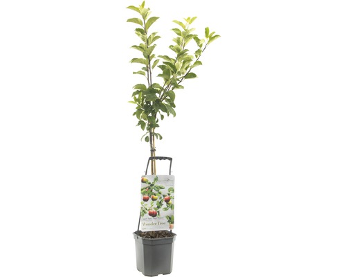 Appelboom in pot