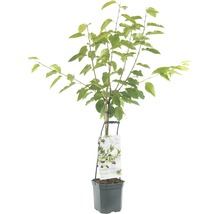 Kersenboom in pot met label