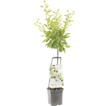 FLORASELF® Pruimenboom Wonder Tree 'Opal' Ø24 cm wit