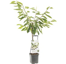Kersenboom in pot