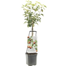 Appelboom in pot