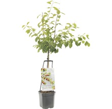 Wonder Tree appelboom in pot