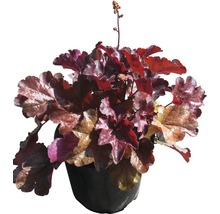 FLORASELF Purperklokje Heuchera micrantha 'Palace Purple' potmaat 3 liter H 20-40 cm