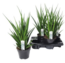 Sansevieria planten in pot op een pallet