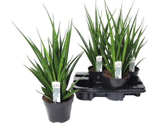 Sansevieria planten in pot op een pallet