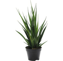 Sansevieria plant in pot