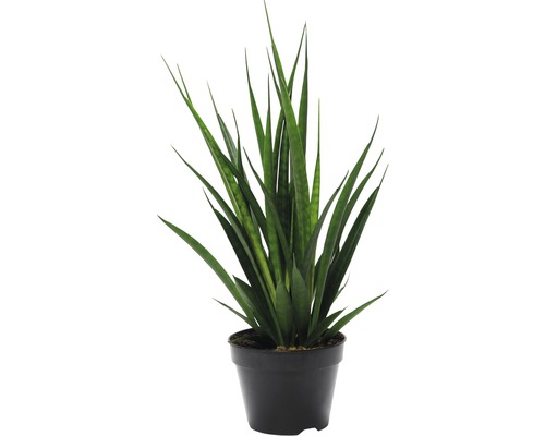 FLORASELF Aspergefamilie Sansevieria Kirkii potmaat Ø 15 cm H 45-55 cm