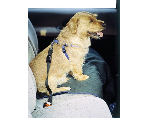 Hond zit vastgegespt in de auto