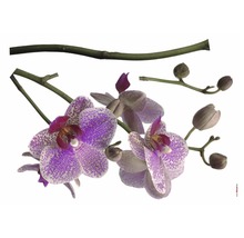 Orchideebloesems met stengel en knoppen