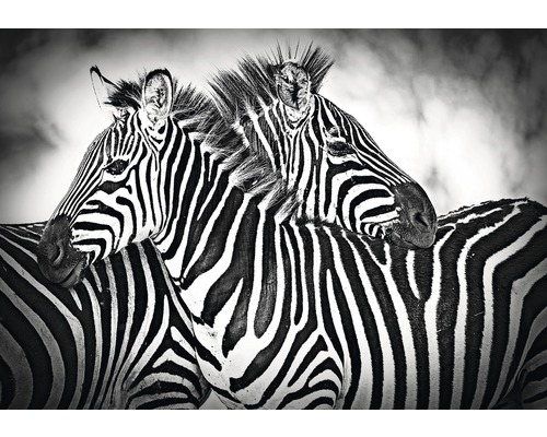 Fotobehang papier Zebra 254x184 cm