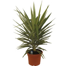 Yucca kamerplant in pot