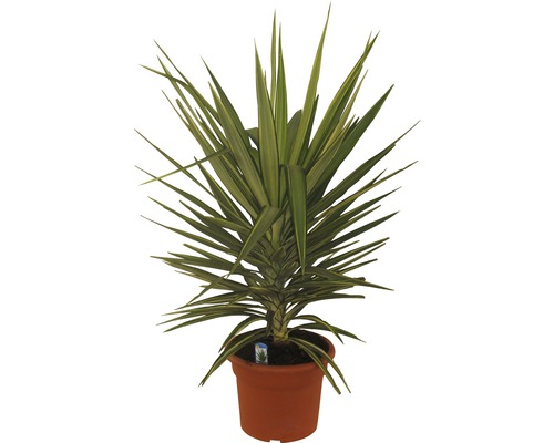 FLORASELF Palmlelie Yucca elephantipes 'Jewel' potmaat Ø 25.0 cm H 40-60 cm Yucca kamerplant in pot