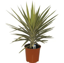 Yucca kamerplant in pot