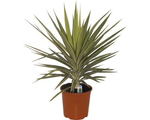 Yucca kamerplant in pot
