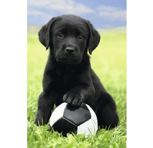 Zwarte labradorpup met een voetbal op een gazon