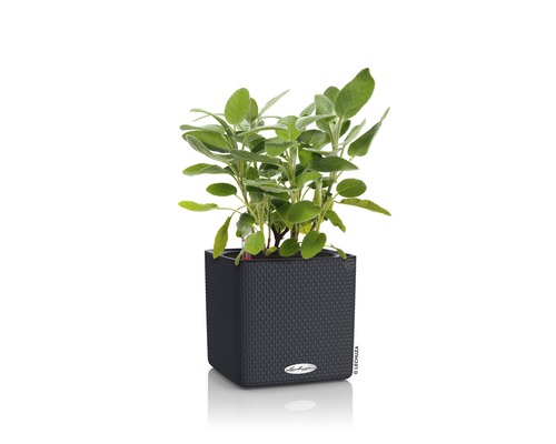 Salie in een donkere, vierkante plantenbak.