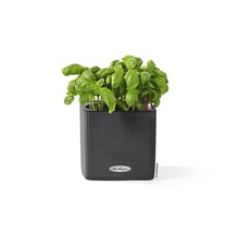 Basilicum in een vierkante plantenbak