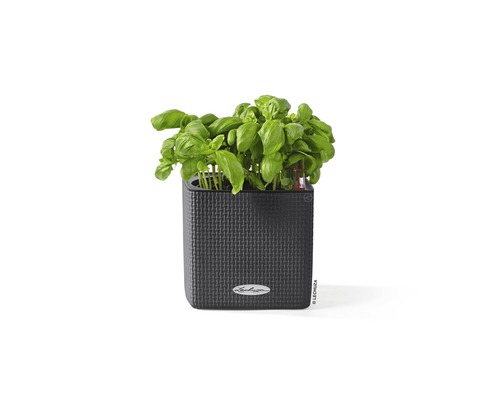 Basilicum in een vierkante plantenbak