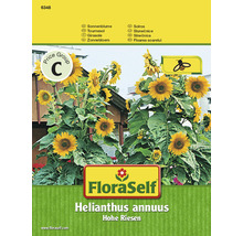 FLORASELF Zonnebloem hohe riesen-thumb-0 FLORASELF Zonnebloem hohe riesen-thumb-0