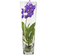 FLORASELF Orchidee Vanda In Conische Vaas Xl potmaat Ø 17 cm H 70 cm