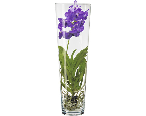 FLORASELF Orchidee Vanda In Conische Vaas Xl potmaat Ø 17 cm H 70 cm