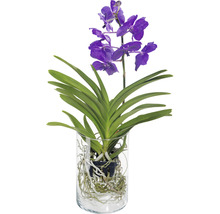 Blauwe orchidee in glazen vaas