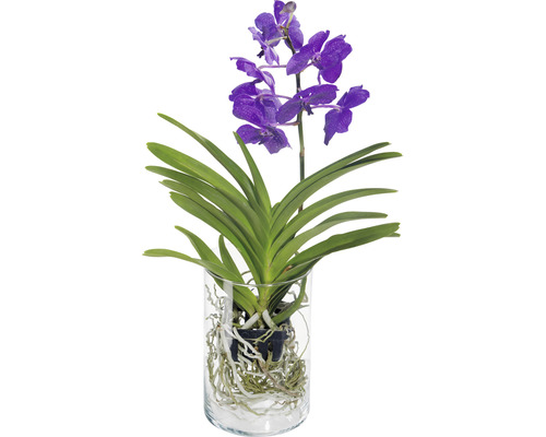 Blauwe orchidee in glazen vaas