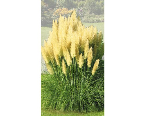 FLORASELF Pampasgras Cortaderia selloana 'Evita' potmaat Ø 24 cm H 15-80 cm Pampasgras in de tuin