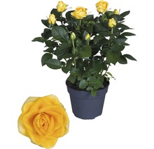 Gele roos in pot