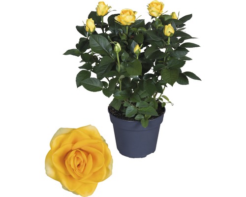 Gele roos in pot