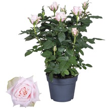FLORASELF Roos carmela felroze Ø13 cm H40 cm