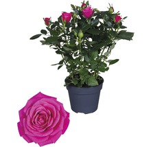FLORASELF Roos regina d.roze Ø13 cm H30-40 cm