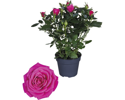 FLORASELF Roos regina d.roze Ø13 cm H30-40 cm FLORASELF Roos regina d.roze Ø13 cm H30-40 cm