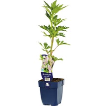 Monnikskap ''Cloudy'' in pot