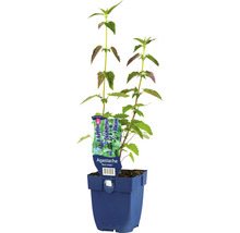 FLORASELF Dropplant Agastache-Cultivars 'Black Adder' Ø 11 cm