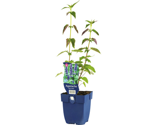 FLORASELF Dropplant Agastache-Cultivars 'Black Adder' Ø 11 cm