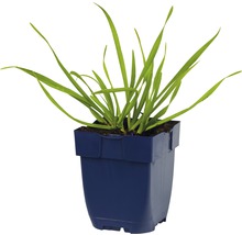 FLORASELF Bieslook Allium senescens Ø 11 cm