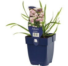 FLORASELF Bieslook Allium senescens Ø 11 cm