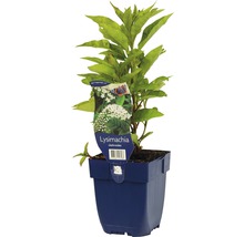 FLORASELF Wederik Lysimachia clethroides potmaat Ø 11.0 cm H 5-60 cm