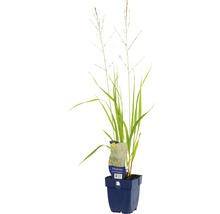 Pijpenstrootje in pot
