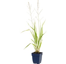 Diamantgras in pot