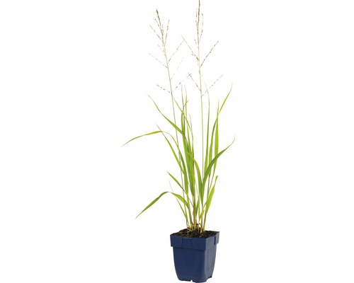 Diamantgras in pot