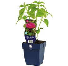 Monarda Marshall''s Delight plant in pot