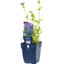 FLORASELF Kattenkruid Nepeta nervosa 'Blue Carpet' Ø 11 cm